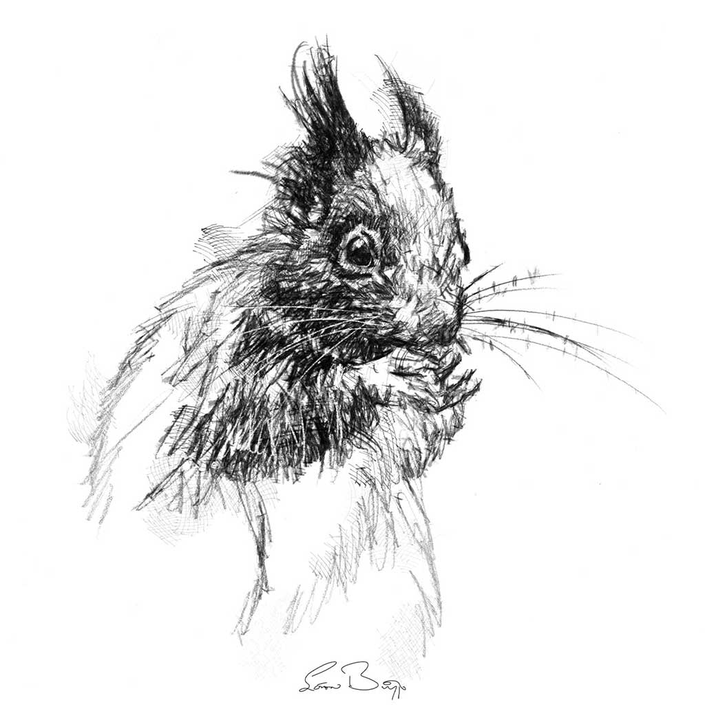 Red squirrel