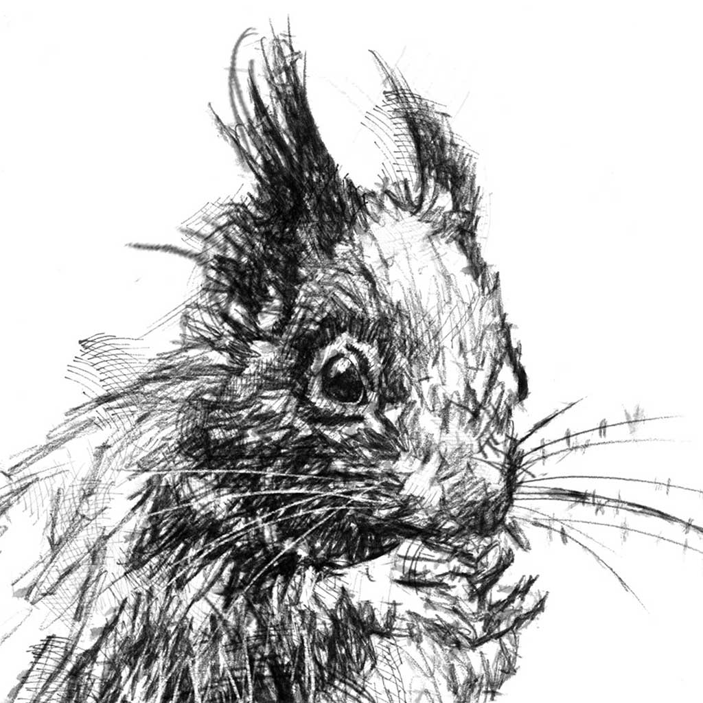 Red squirrel