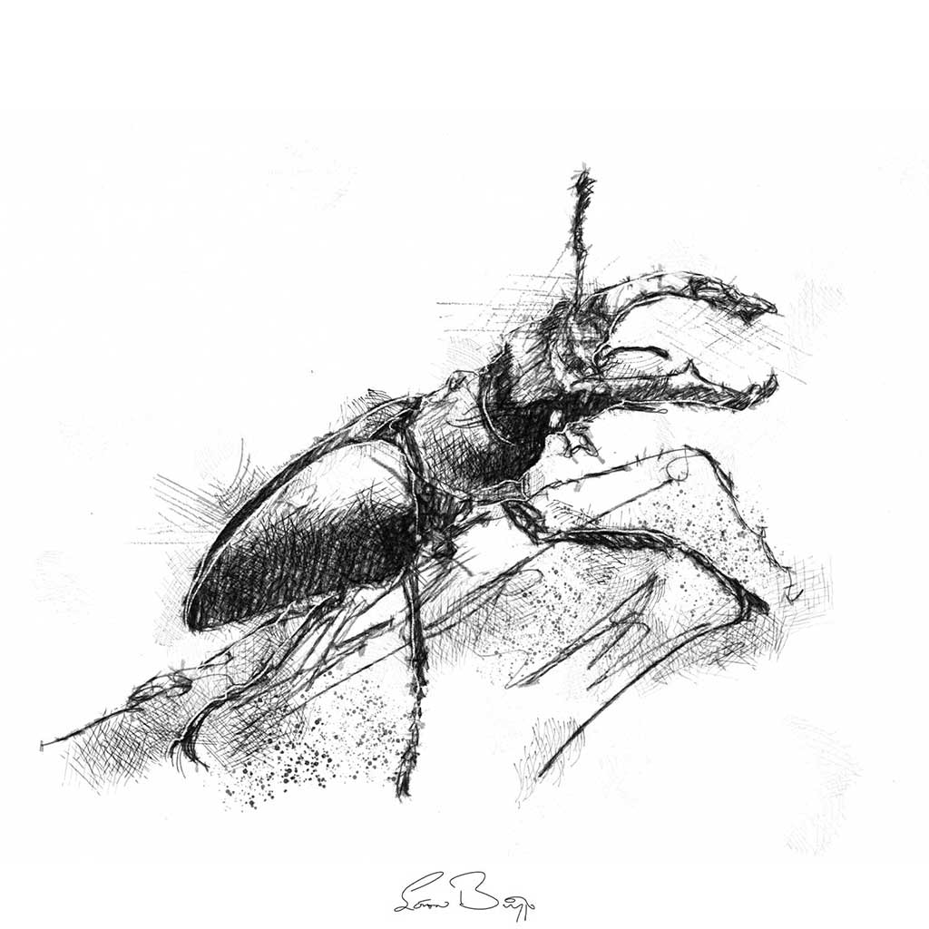Stag beetle