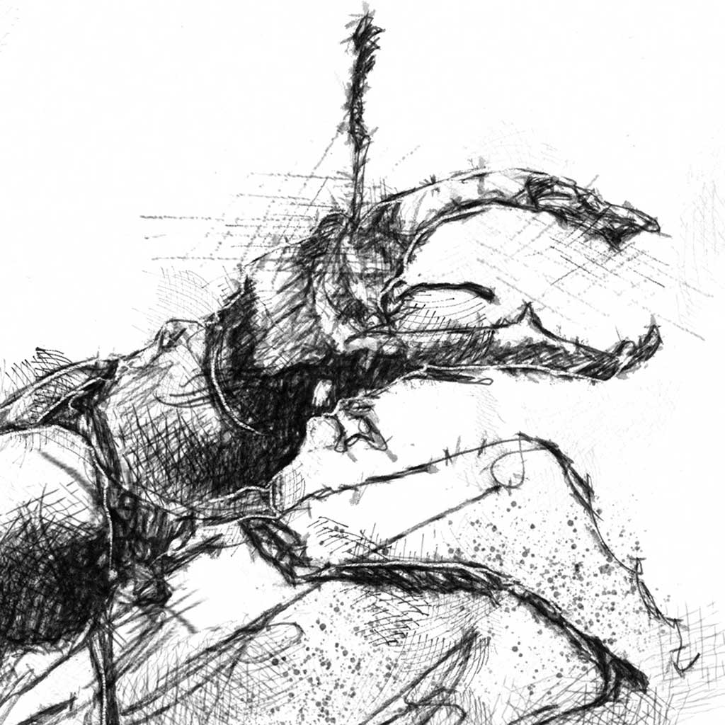 Stag beetle