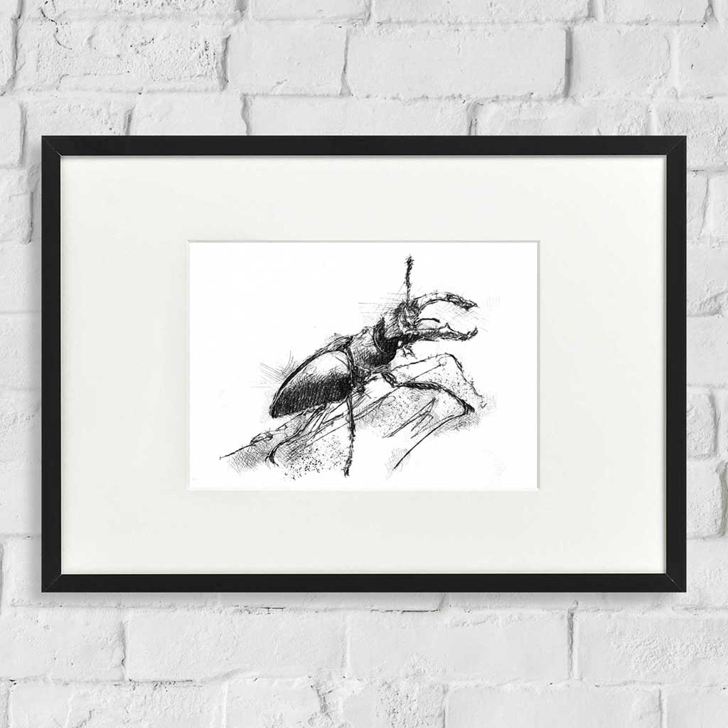 Stag beetle