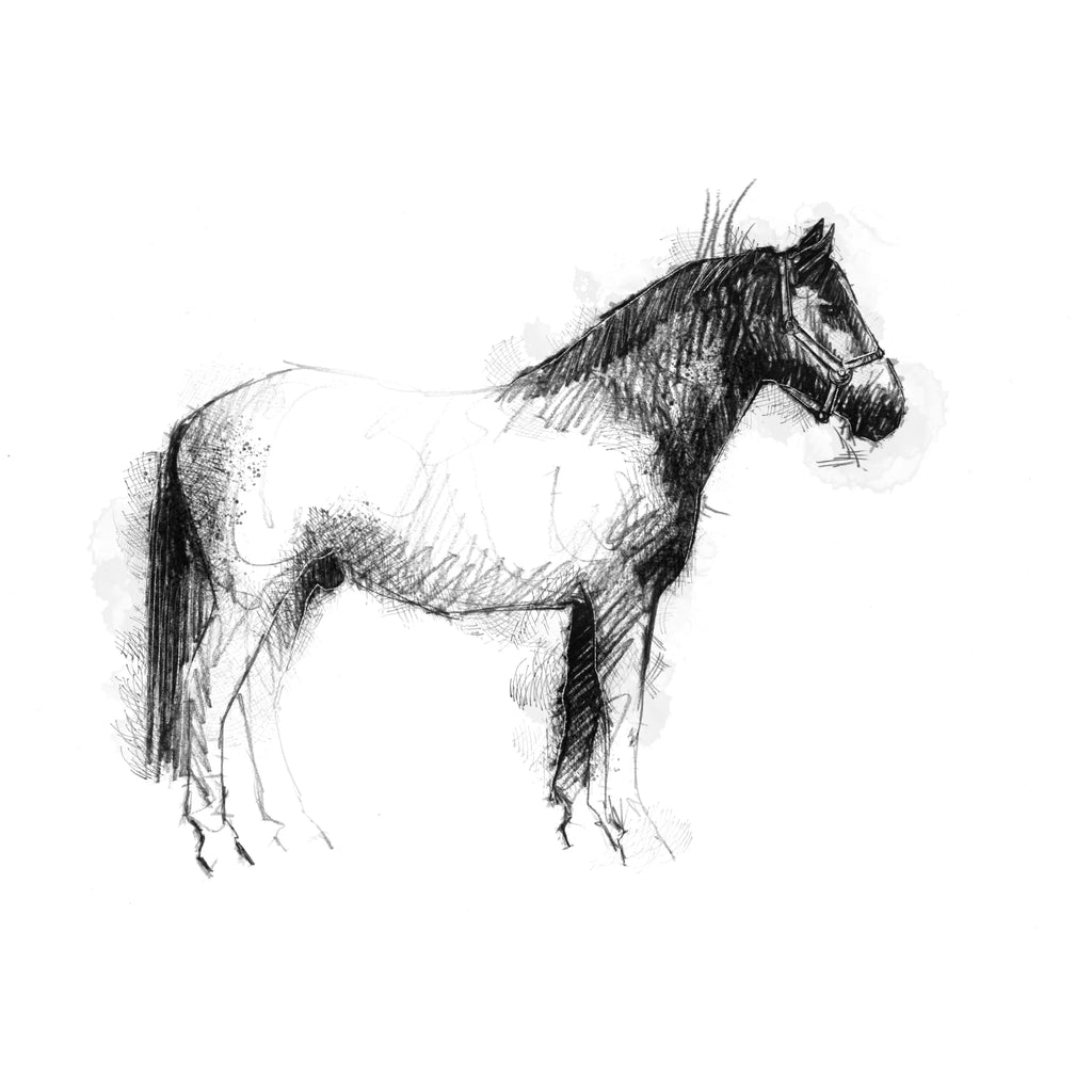 Suffolk Punch - BW Sketch