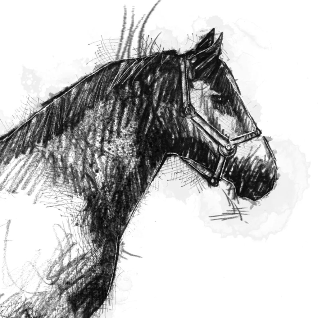 Suffolk Punch - BW Sketch