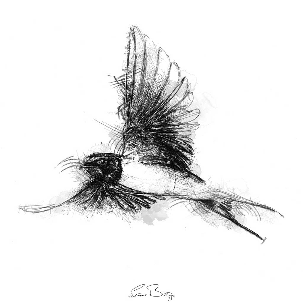 Barn swallow