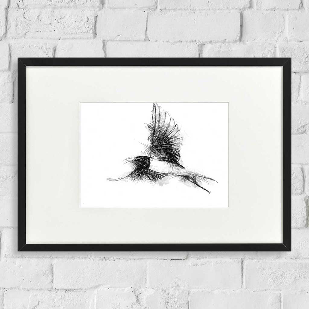 Barn swallow