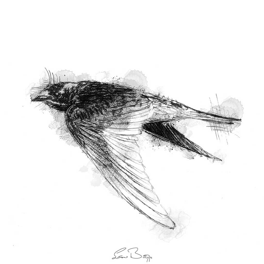 Barn swallow
