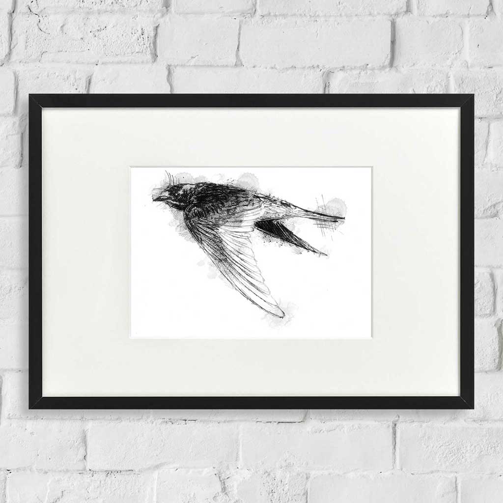 Barn swallow
