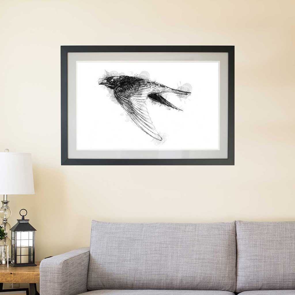 Barn swallow