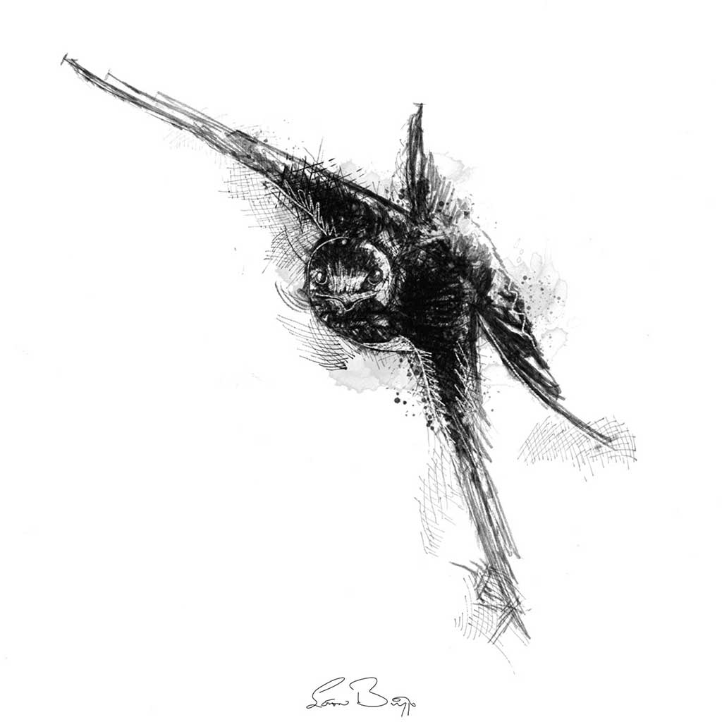 Barn swallow