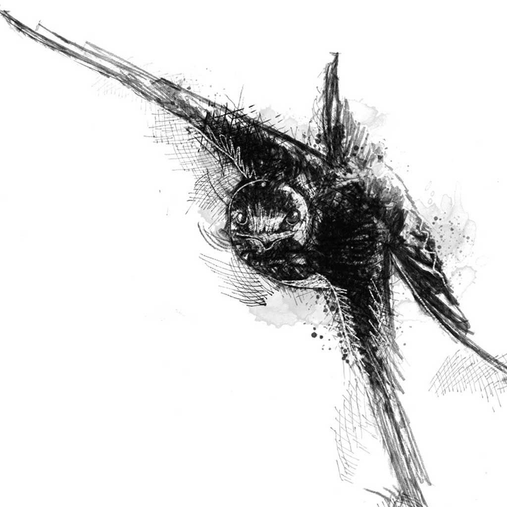 Barn swallow