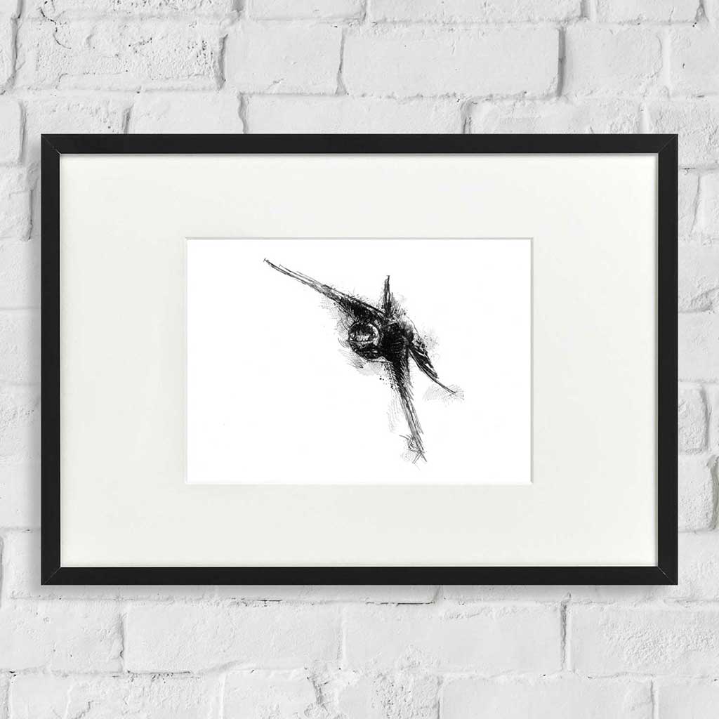 Barn swallow