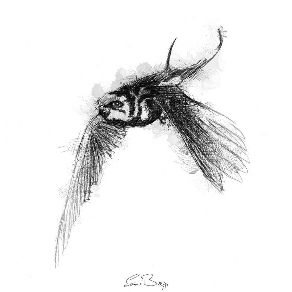 Barn swallow