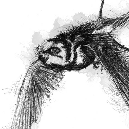Barn swallow