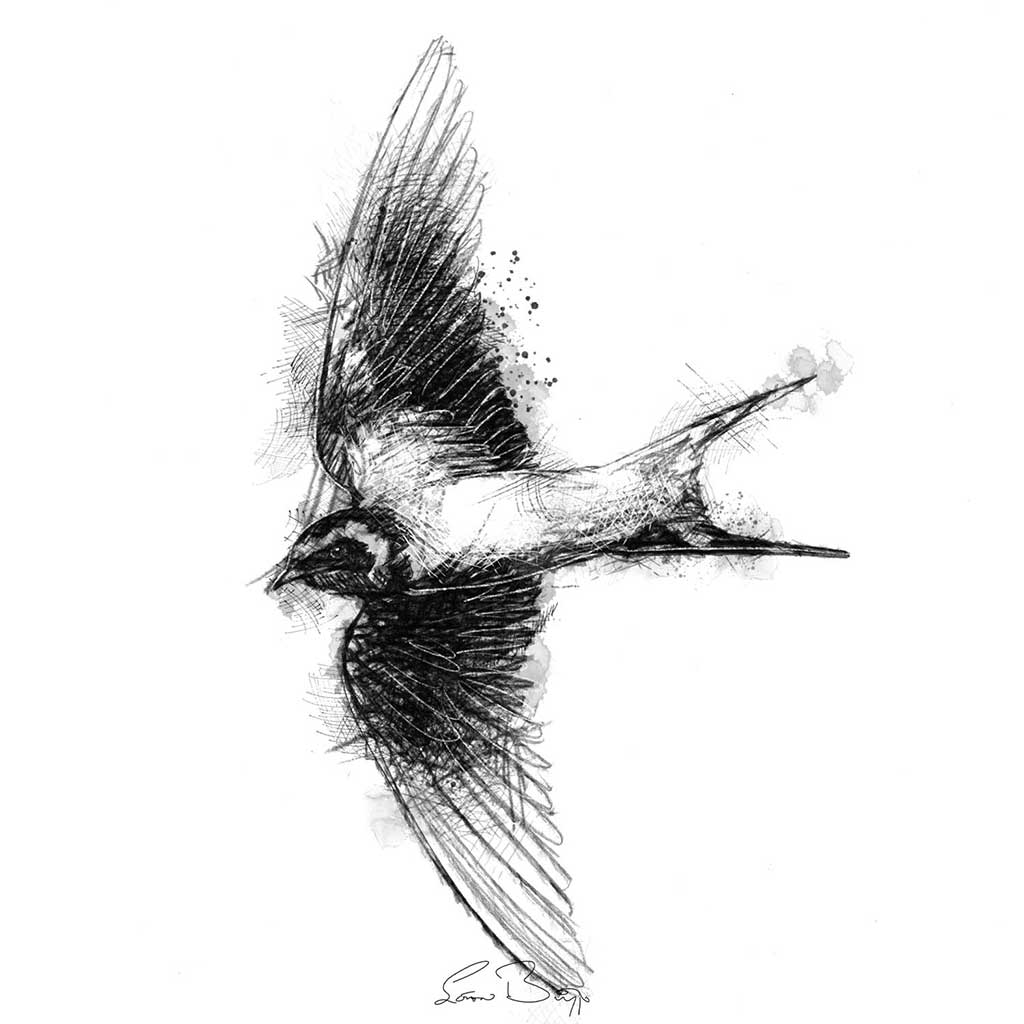 Barn swallow