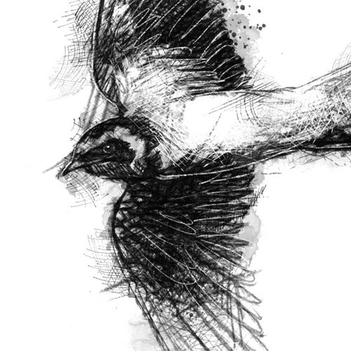 Barn swallow