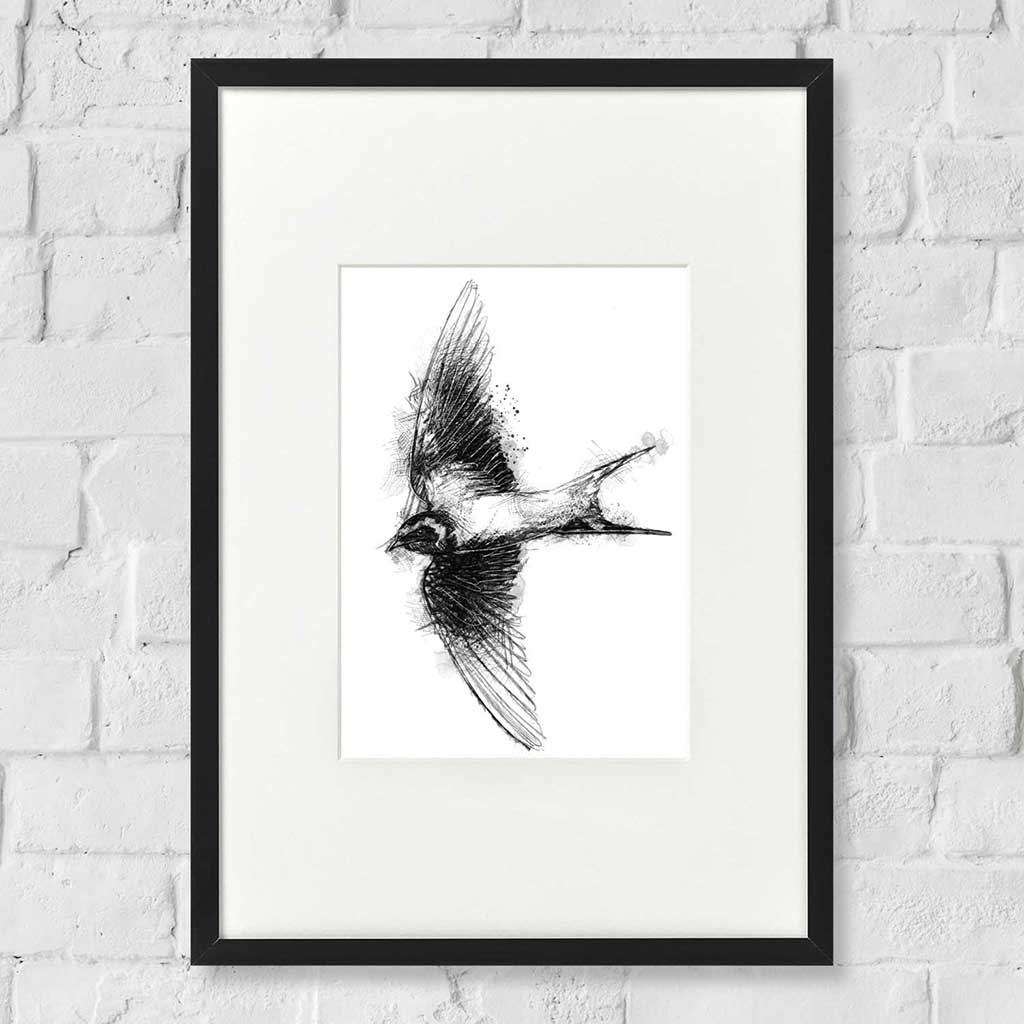Barn swallow