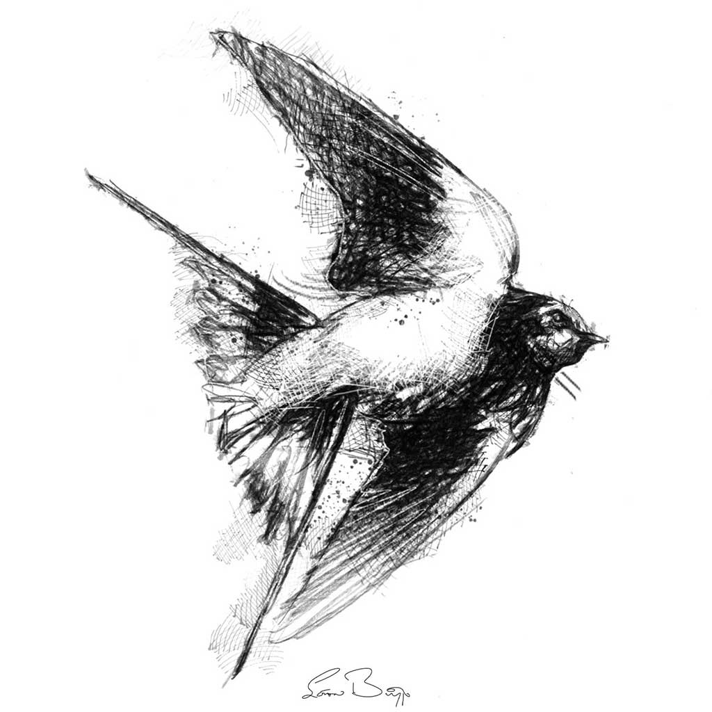 Barn swallow