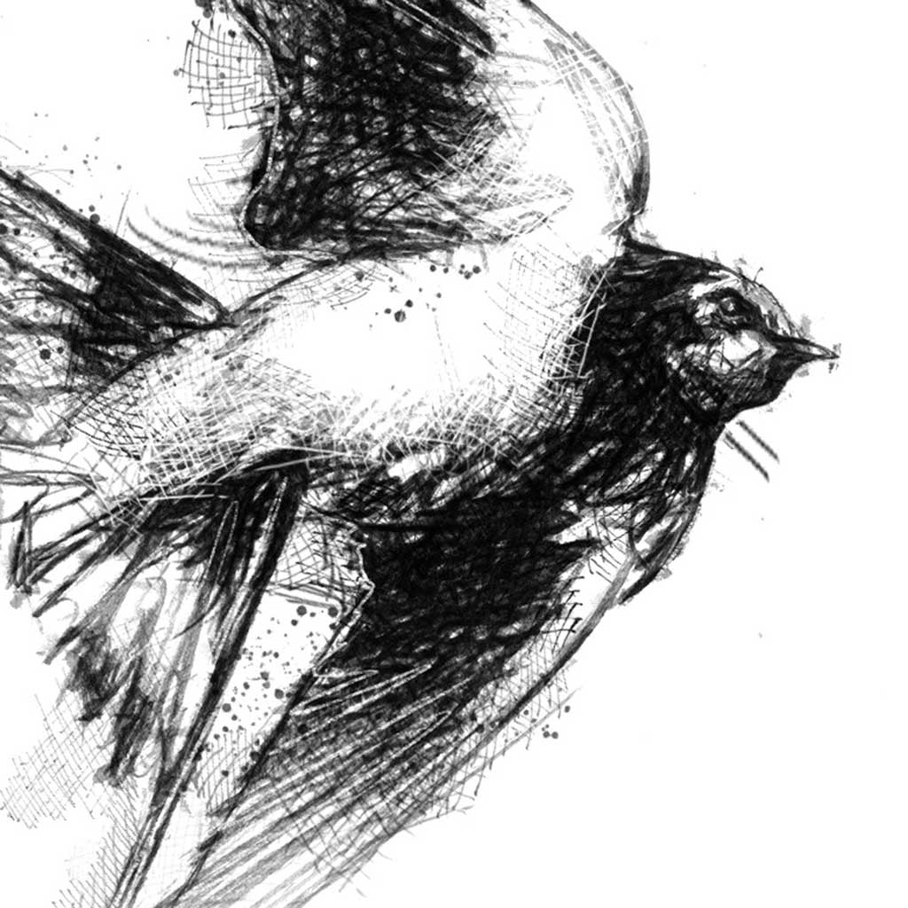 Barn swallow