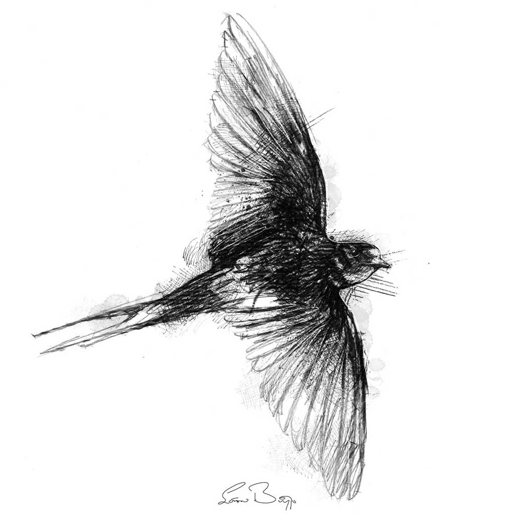Barn swallow