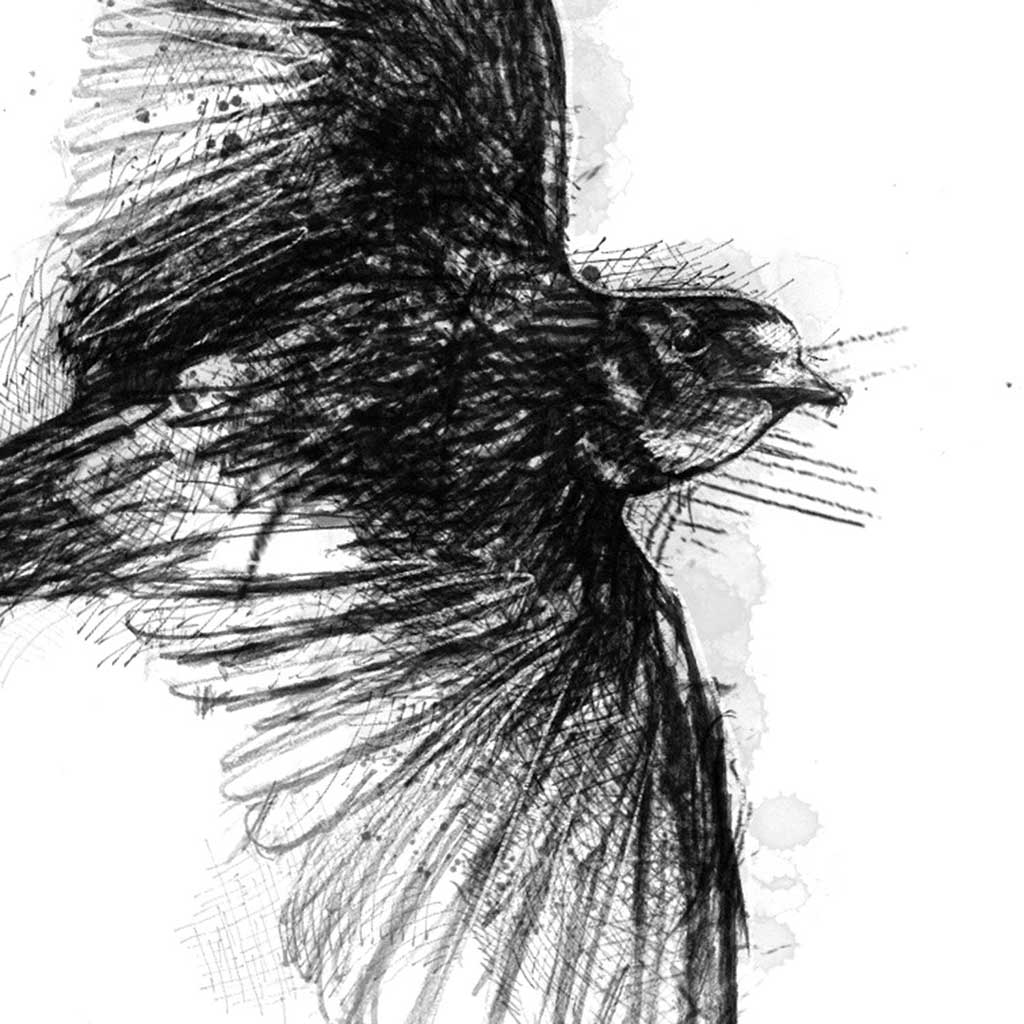 Barn swallow