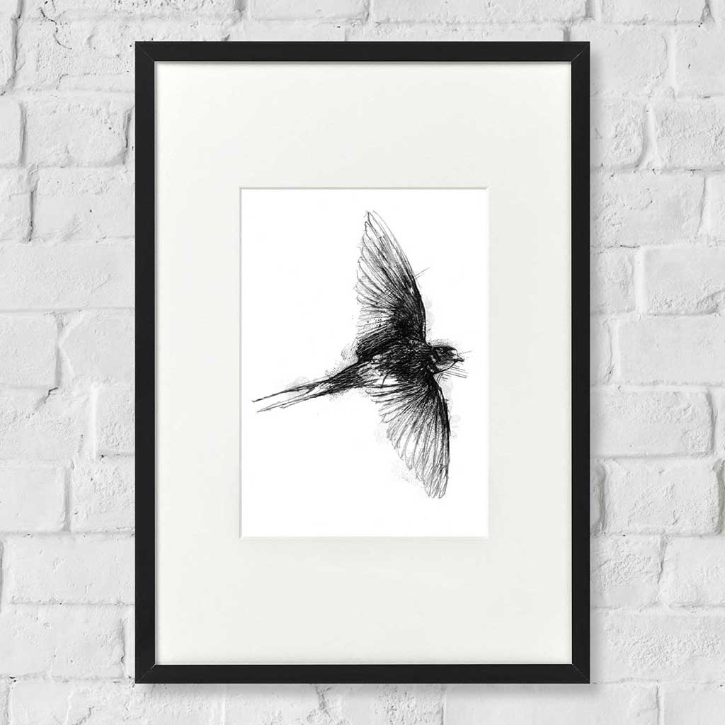 Barn swallow