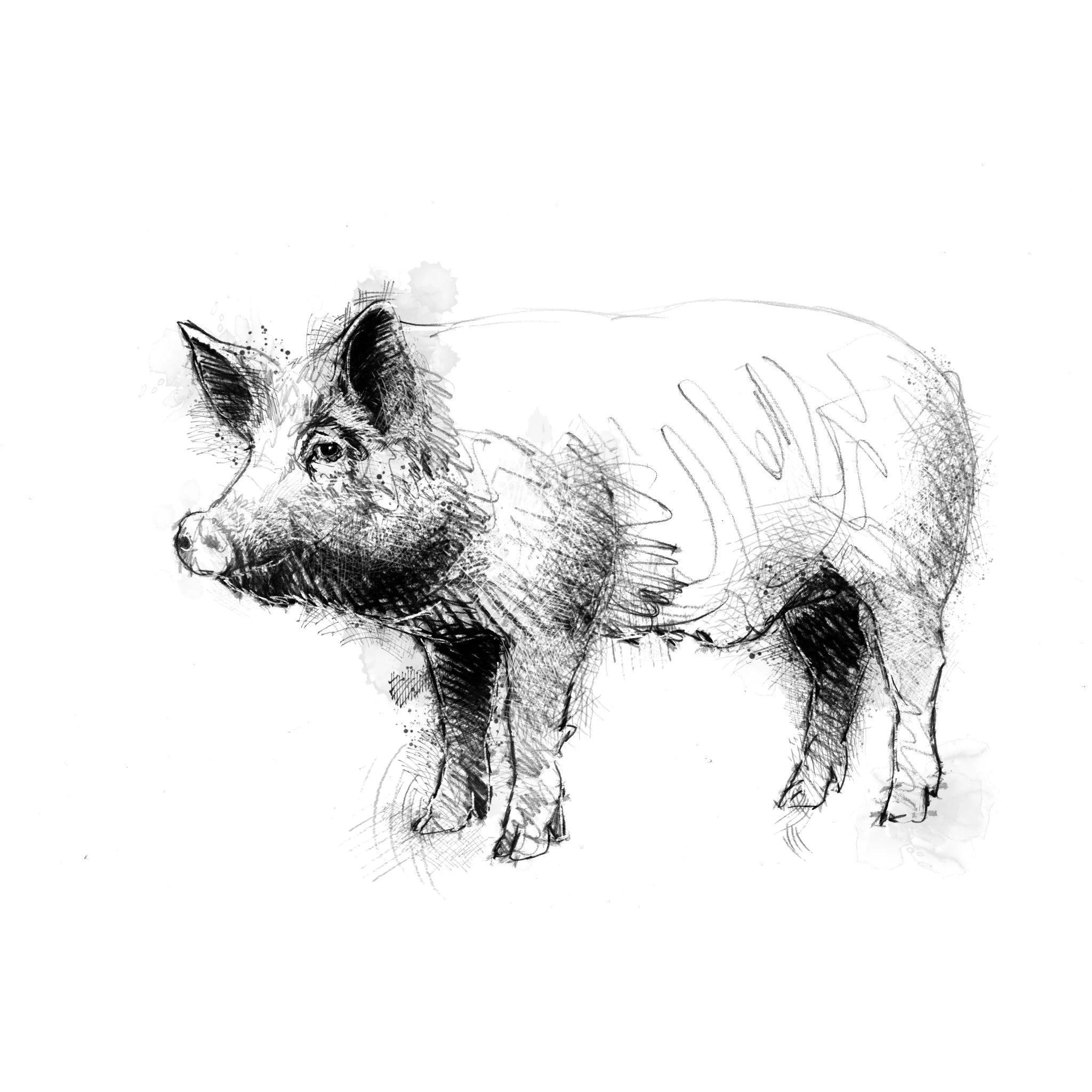Tamworth pig - BW Sketch