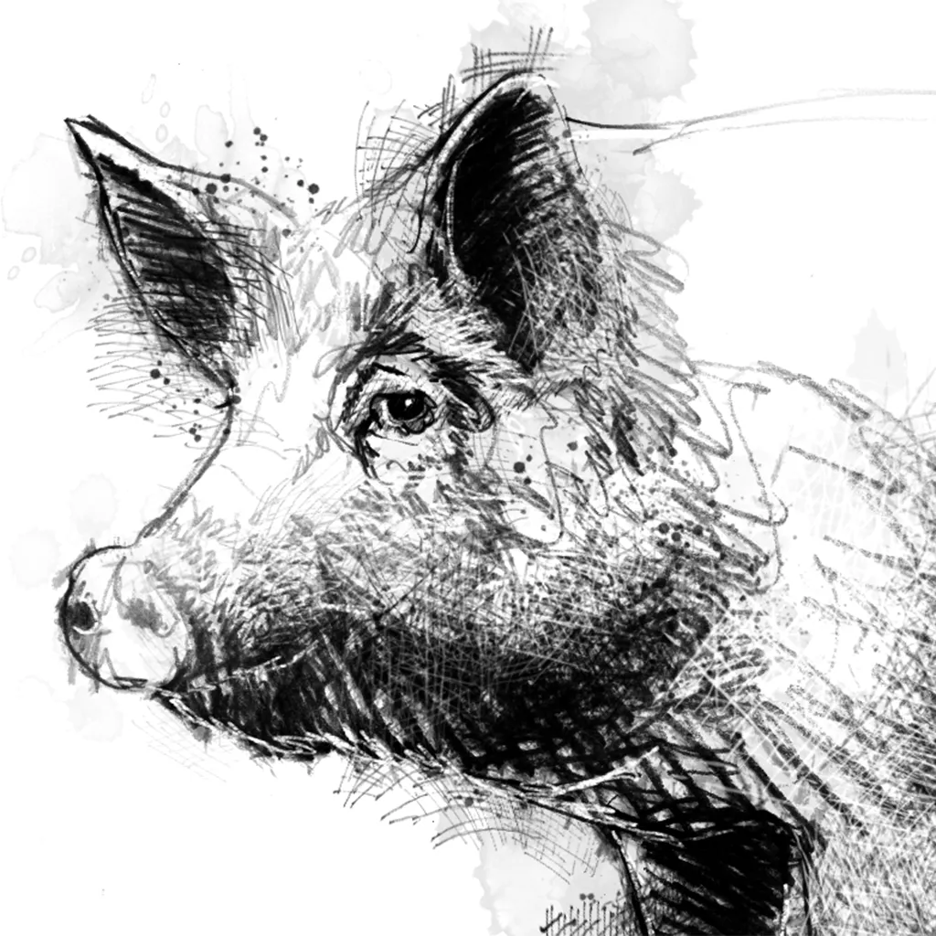 Tamworth pig - BW Sketch