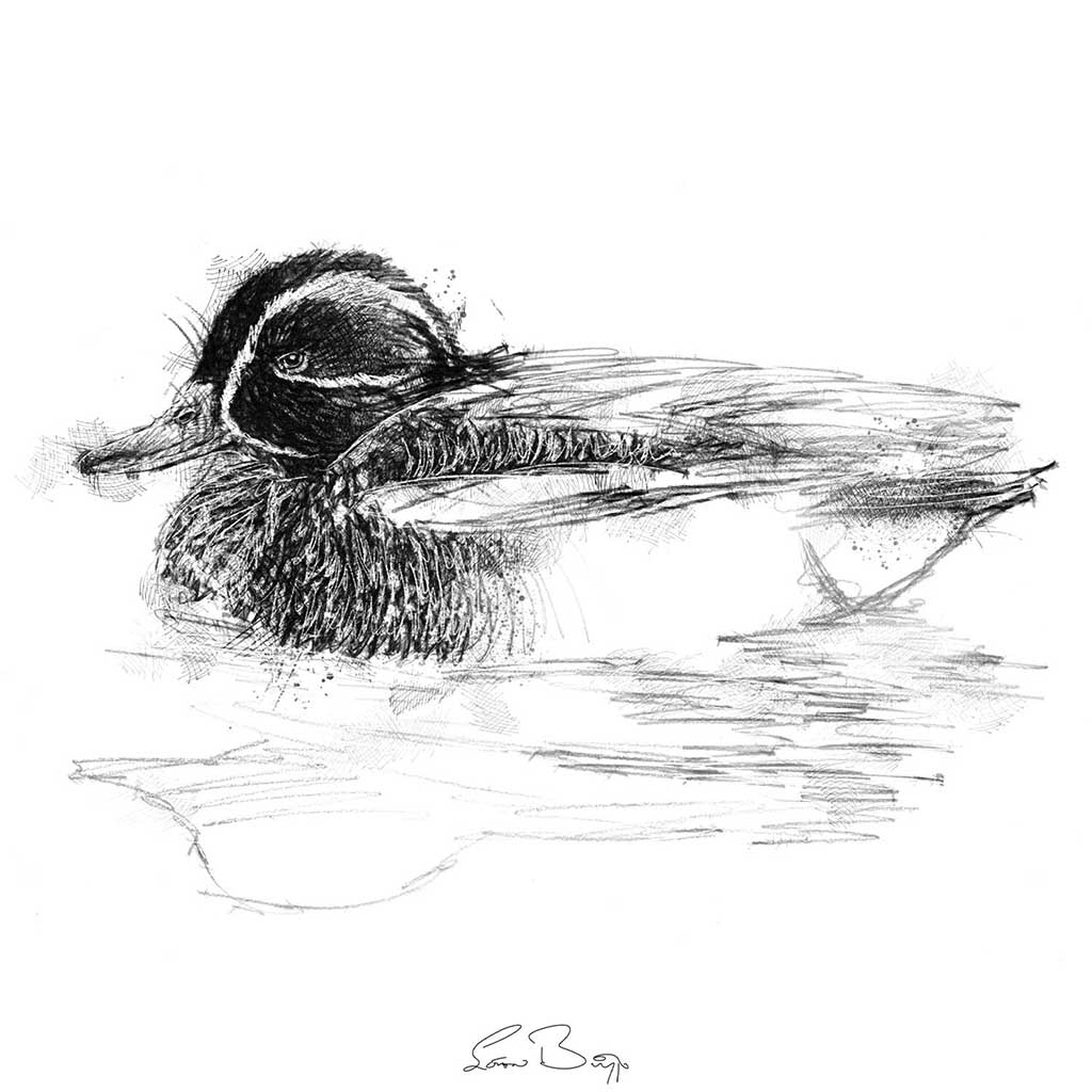 Teal duck
