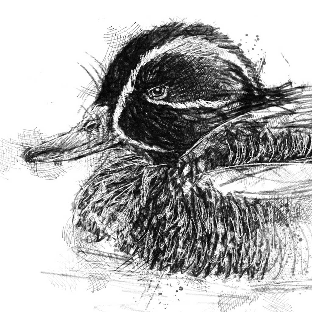 Teal duck