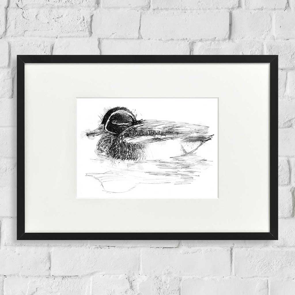 Teal duck