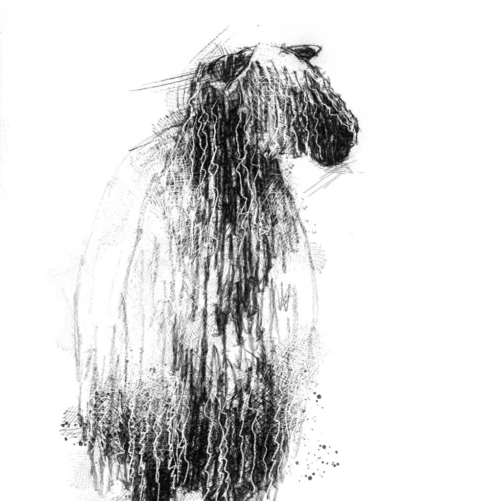 Teeswater sheep