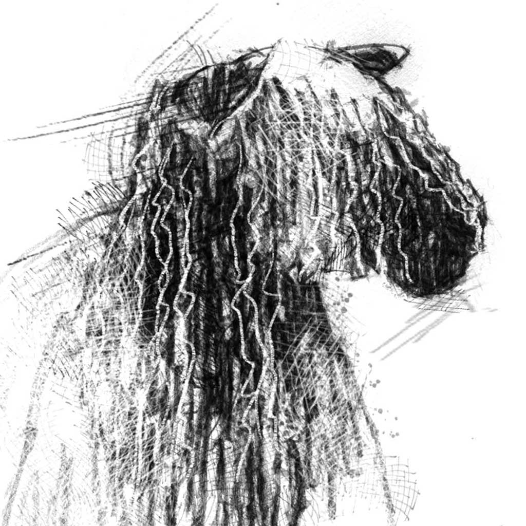 Teeswater sheep