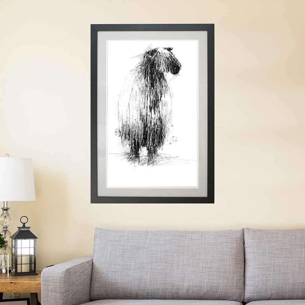 Teeswater sheep