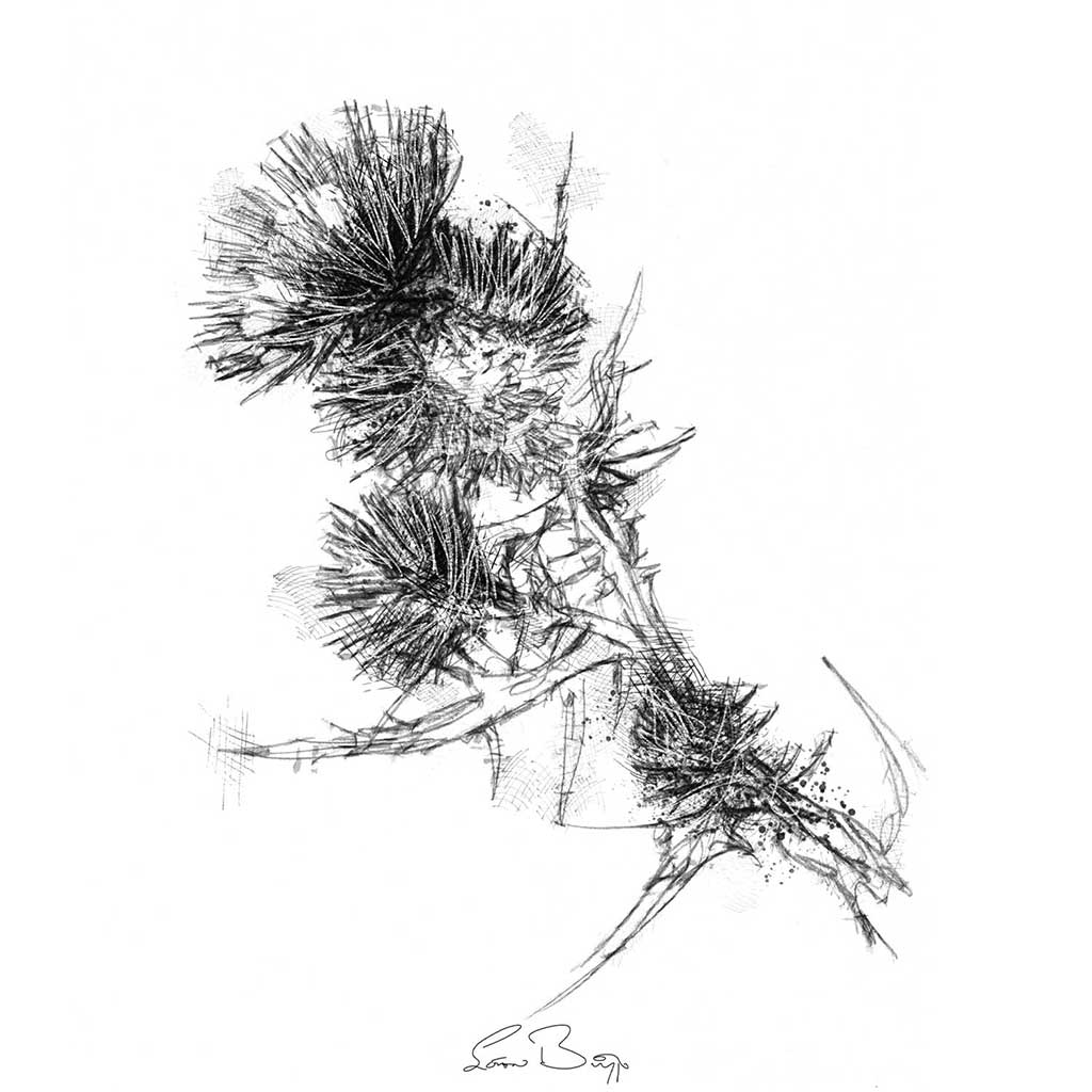 Thistle