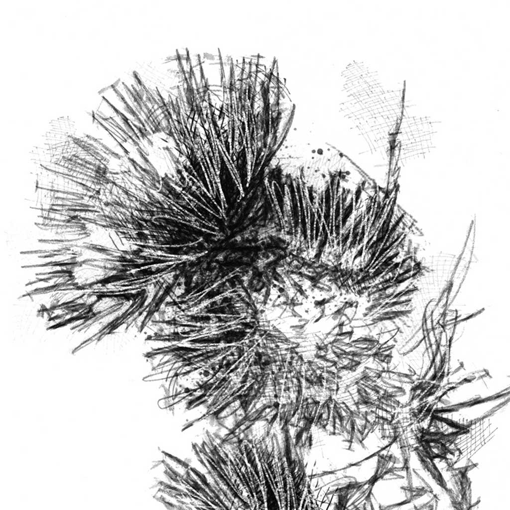 Thistle