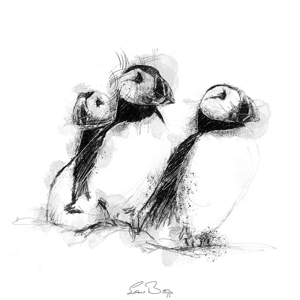 Three puffins