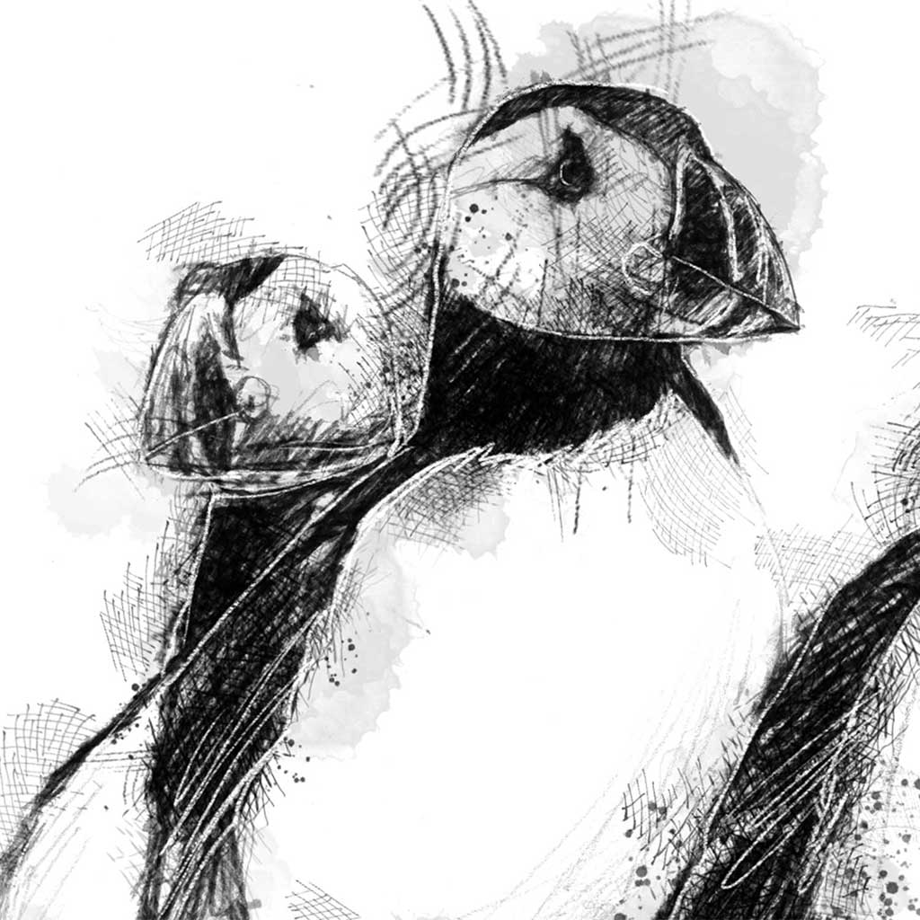 Three puffins