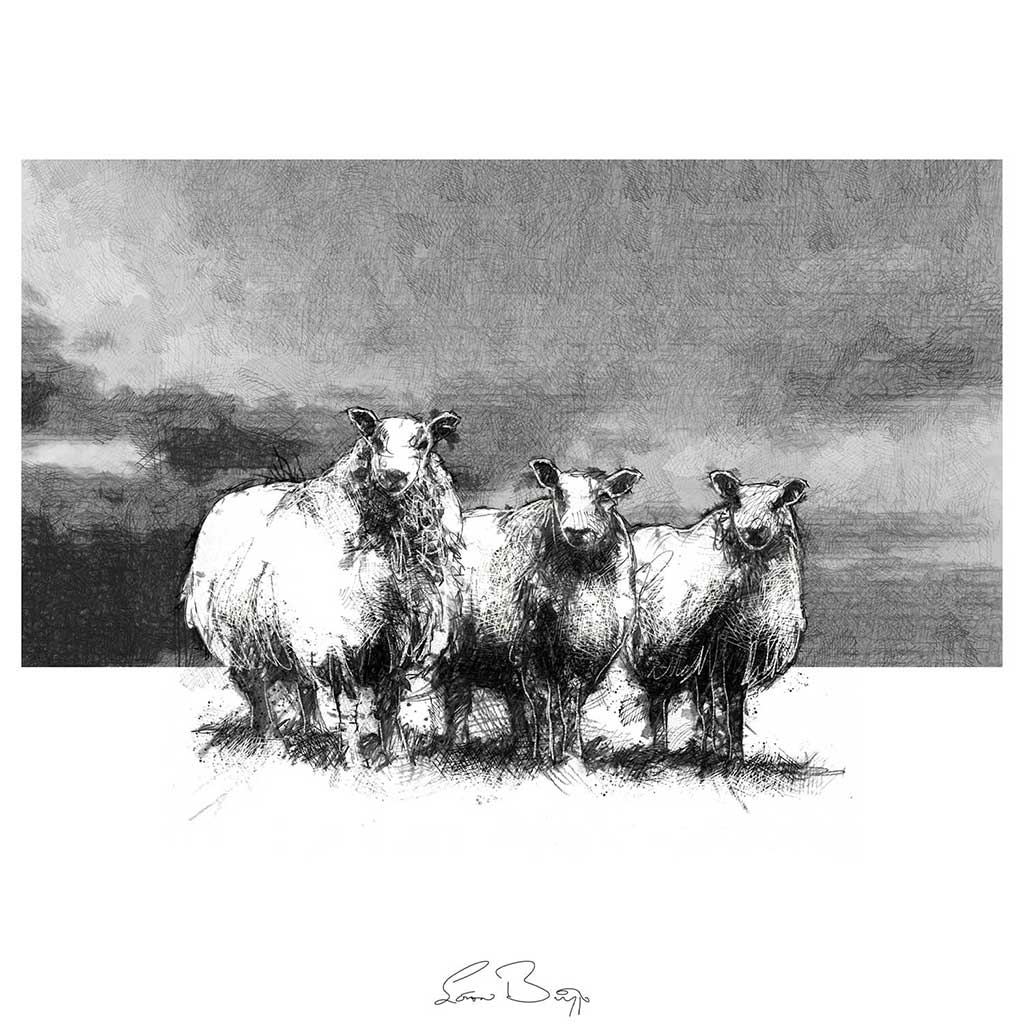 Three sheep