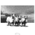 Three sheep
