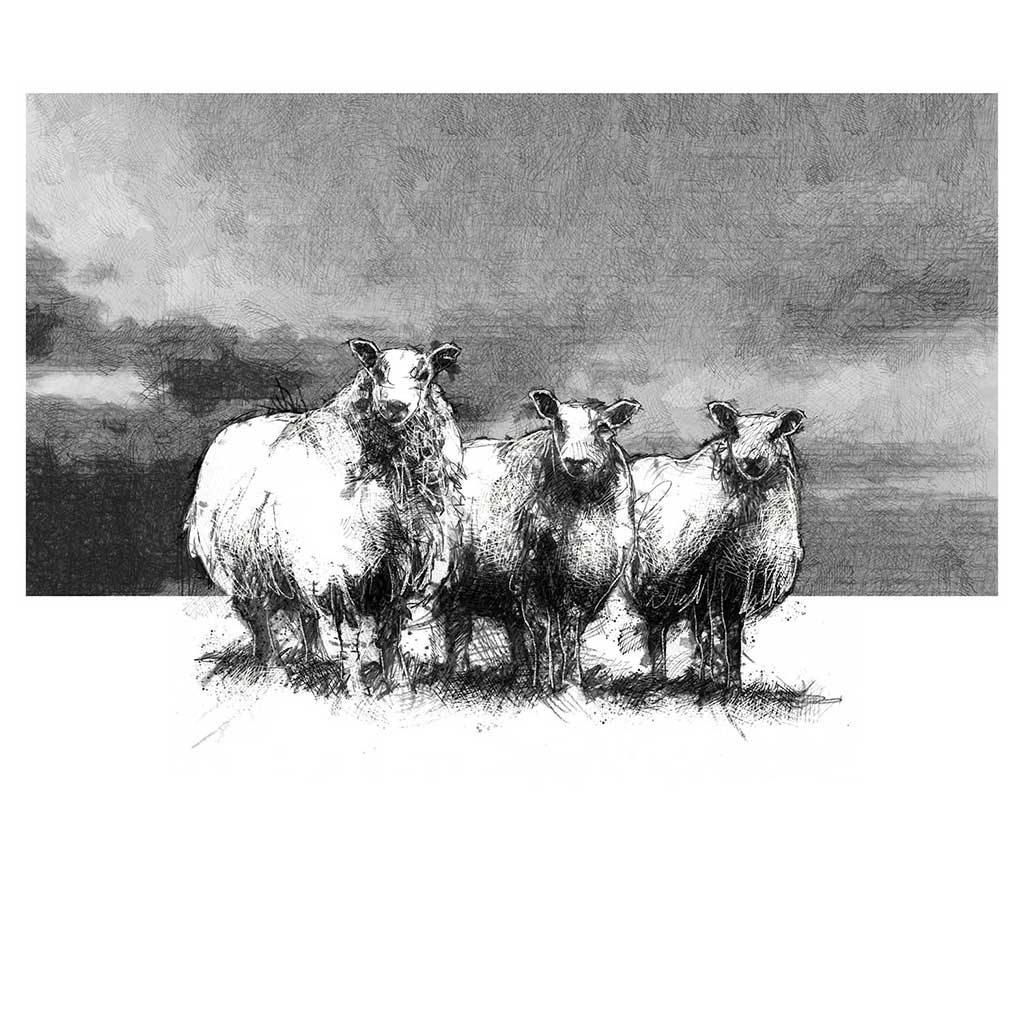 Three sheep