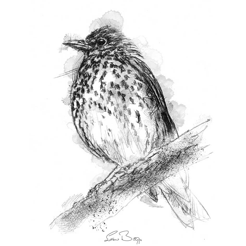 British thrush