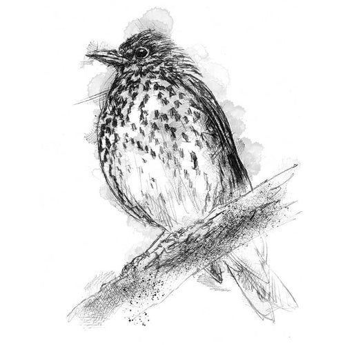 British thrush