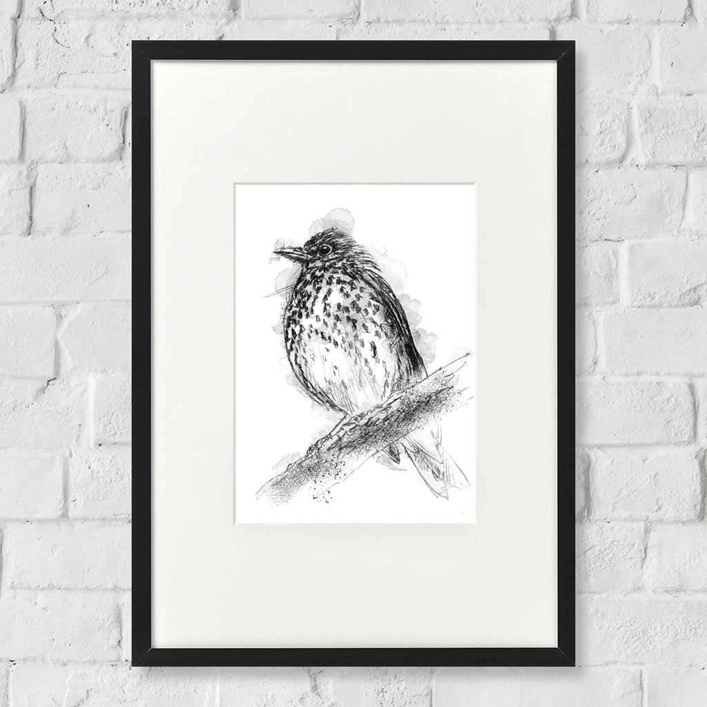 British thrush