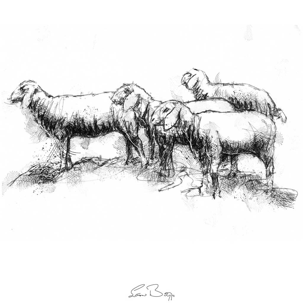 Tiroler sheep