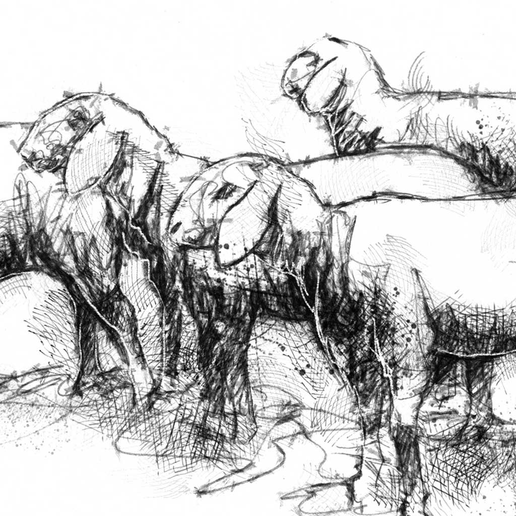 Tiroler sheep