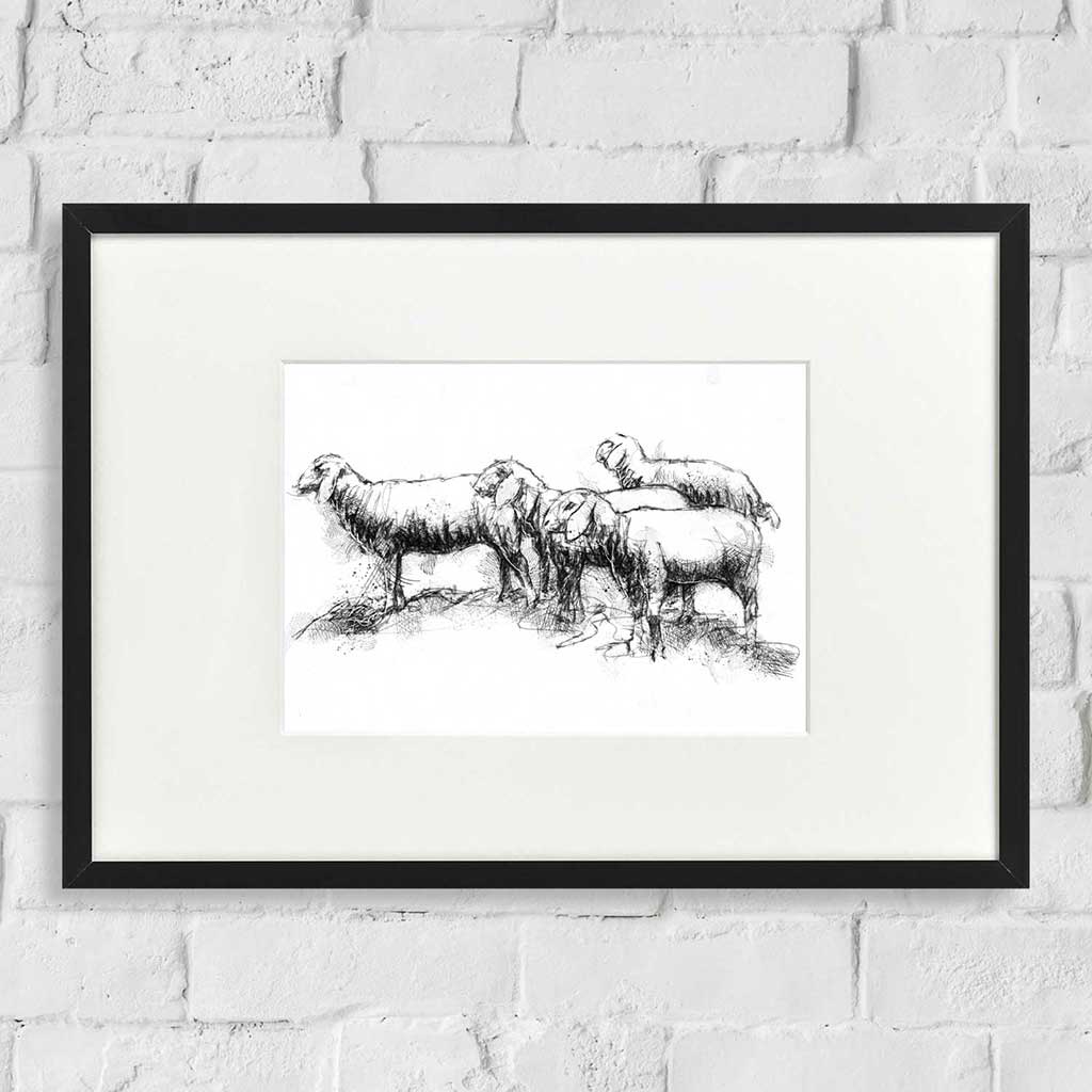 Tiroler sheep