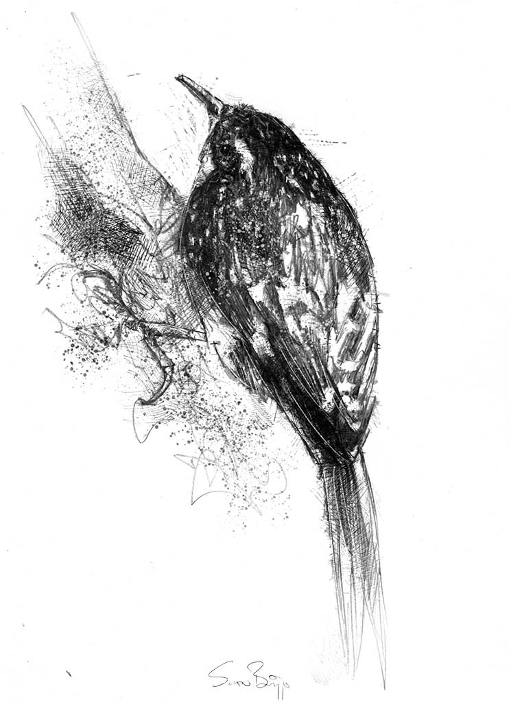 Tree creeper