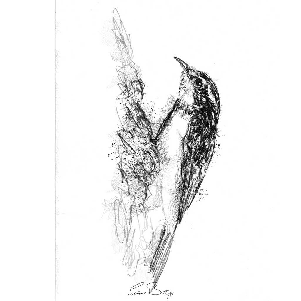 Tree creeper