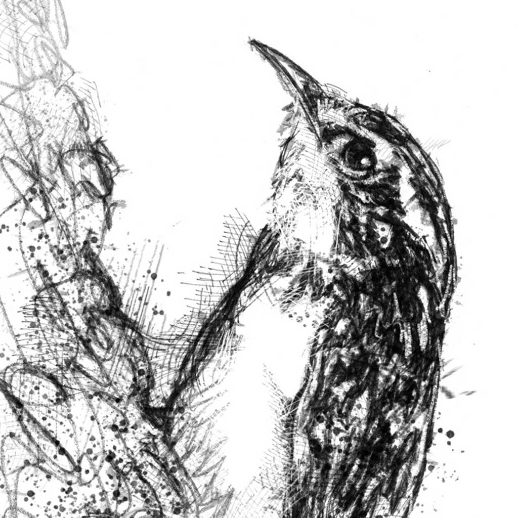 Tree creeper