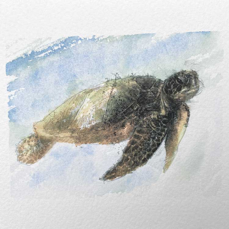 Turtle mini sketch